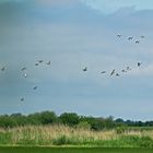 Brandgänse im Scharflug