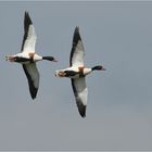 Brandgänse im "Synchronflug"