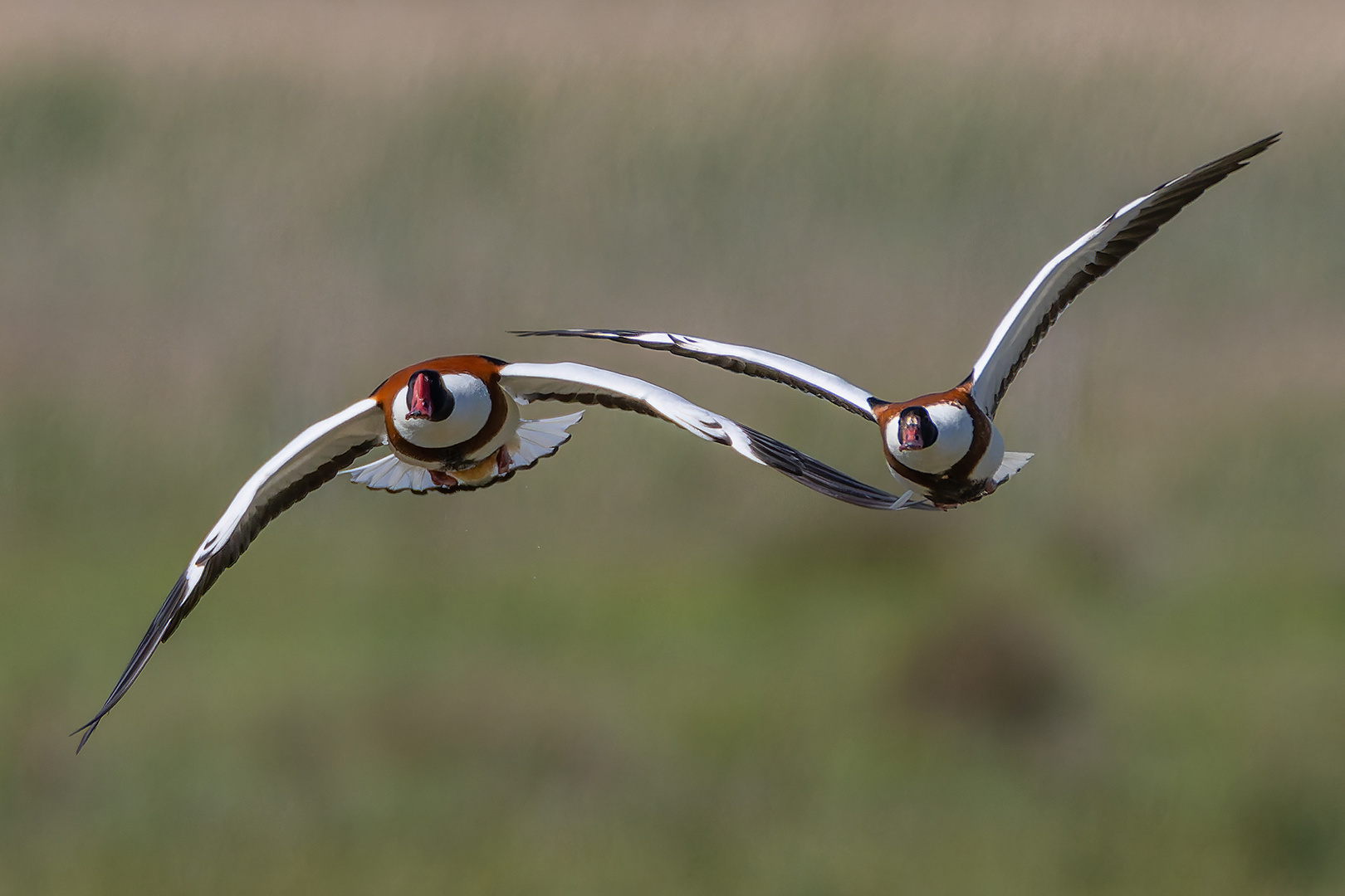 Brandgänse Pärchen