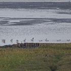 Brandgänse (Tadorna tadorna) an der Vorlandkante bei Cuxhaven Duhnen, sagenhafte 400m entfernt! 