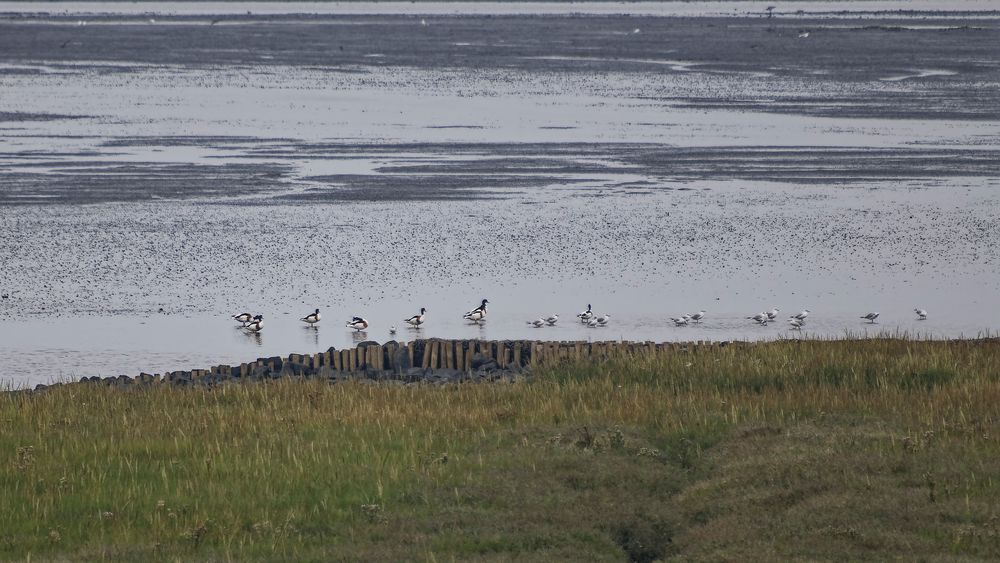 Brandgänse (Tadorna tadorna) an der Vorlandkante bei Cuxhaven Duhnen, sagenhafte 400m entfernt! 