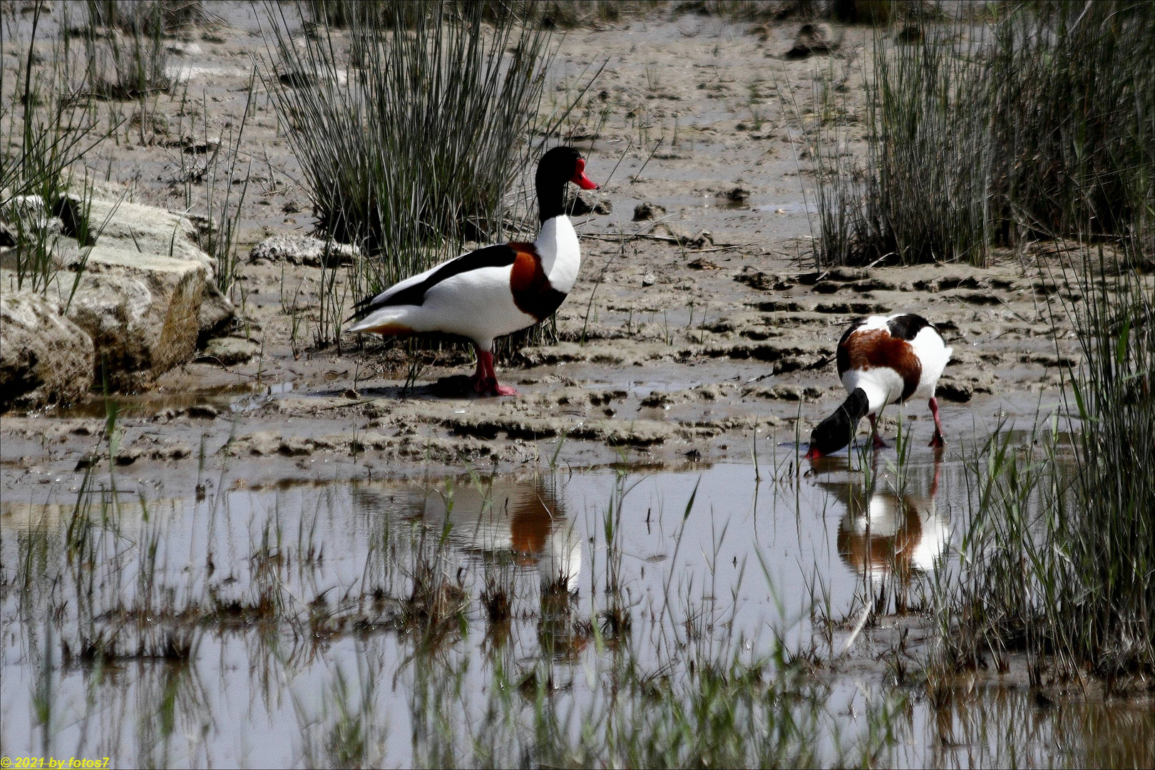 Brandgans Albufera