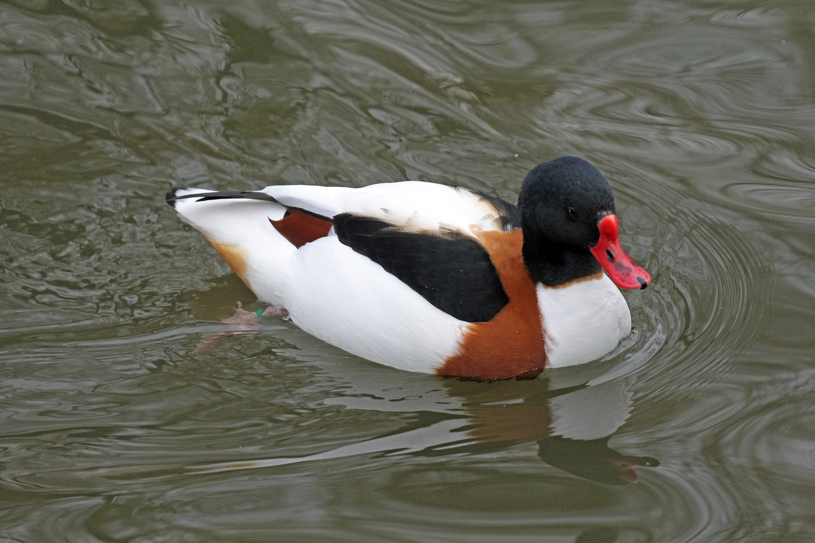 Brandgans / Common Shelduck