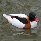 Brandgans / Common Shelduck