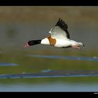 Brandgans (Erpel) im Flug • Insel Texel, Nord-Holland, Niederlande (21-21268)