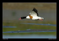 Brandgans (Erpel) im Flug • Insel Texel, Nord-Holland, Niederlande (21-21268)