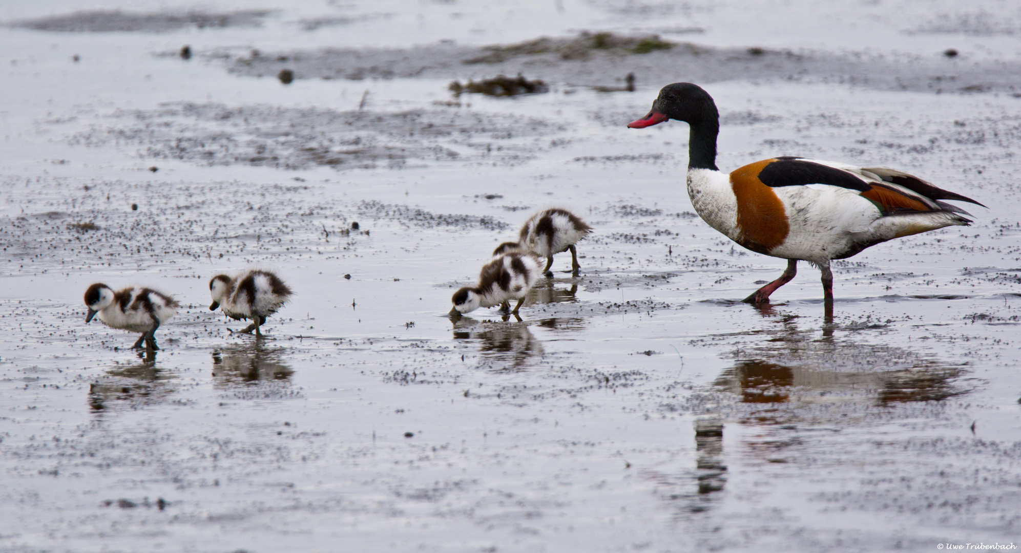 Brandgans-Familie