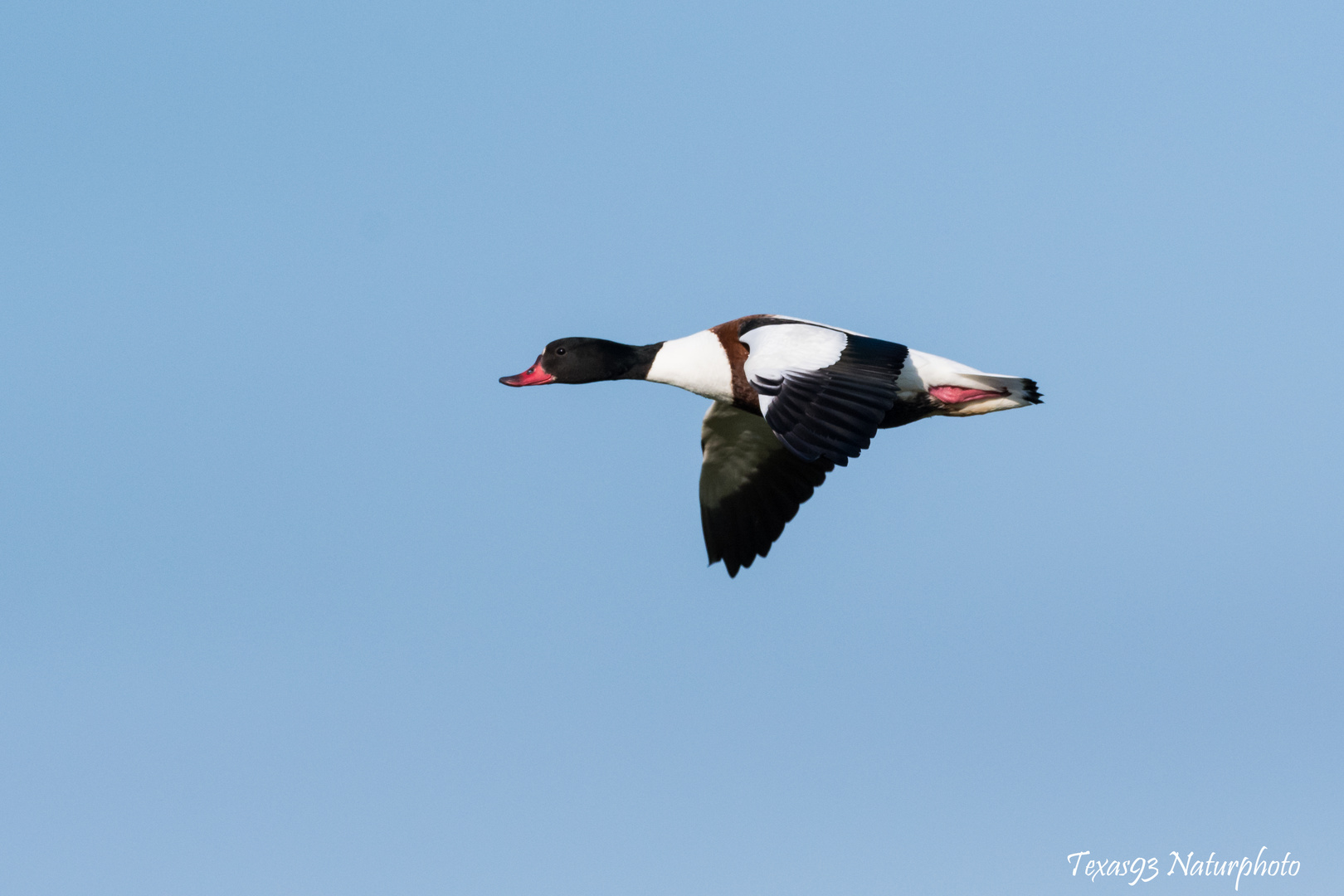 Brandgans im Flug