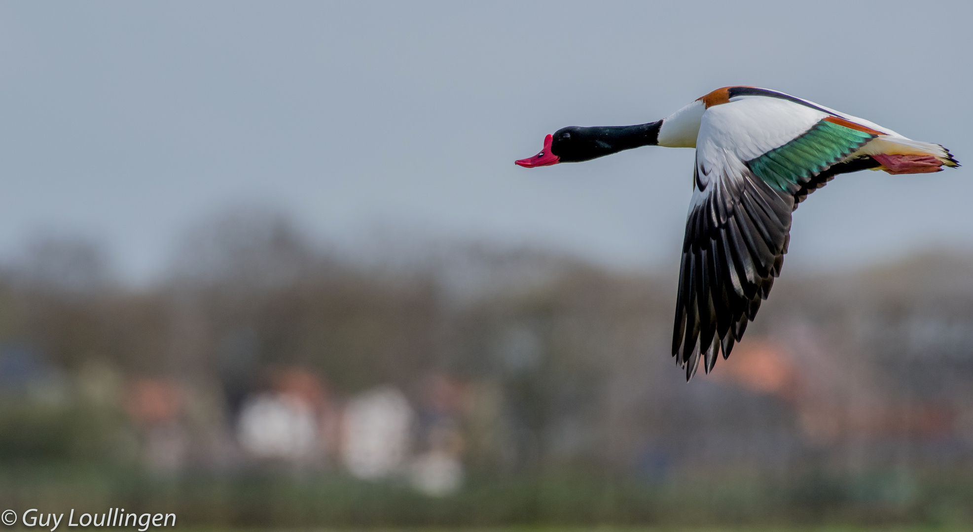 Brandgans im Flug