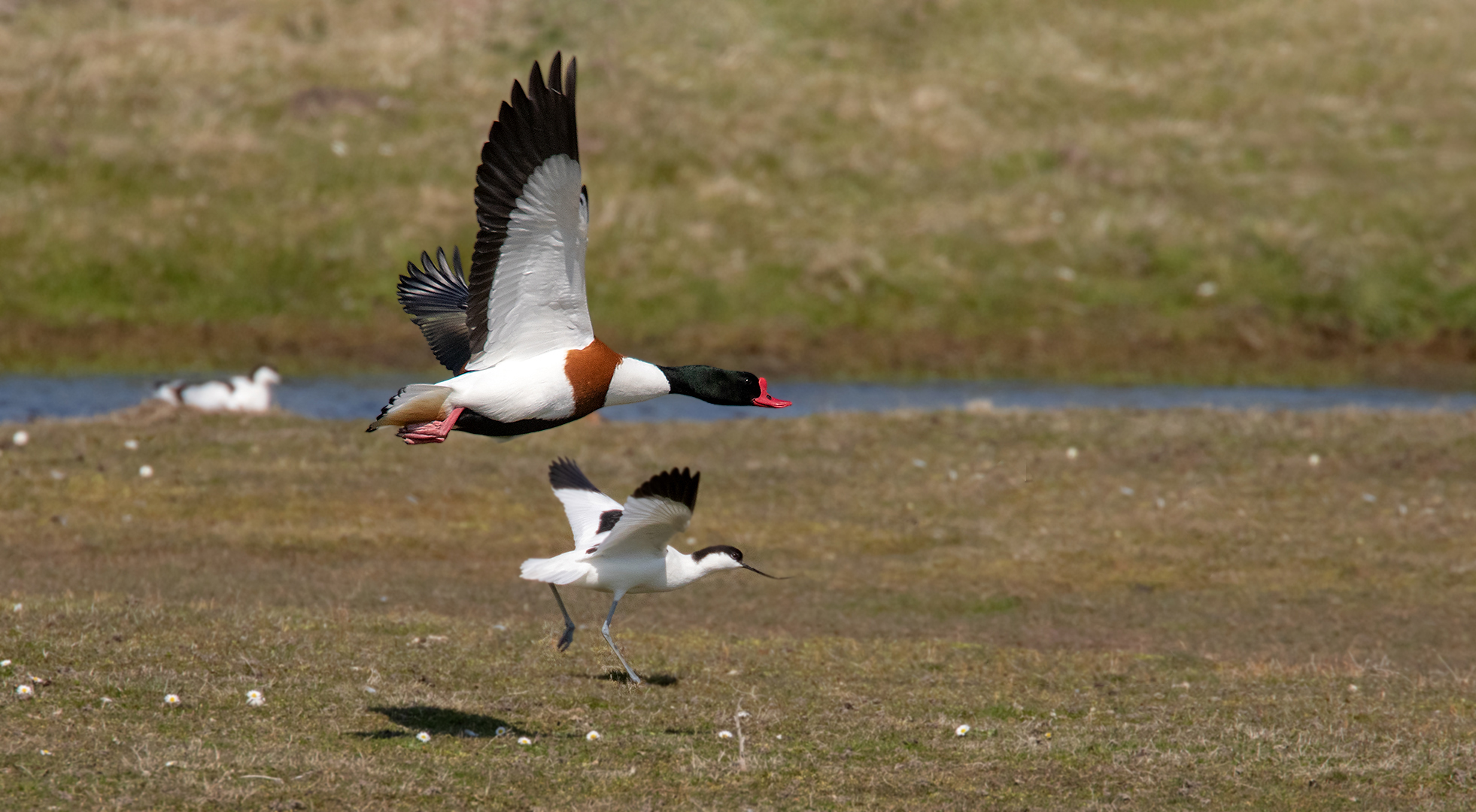 Brandgans im Flug 