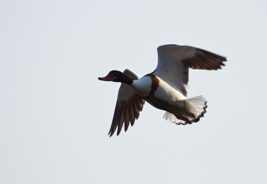 Brandgans im Flug