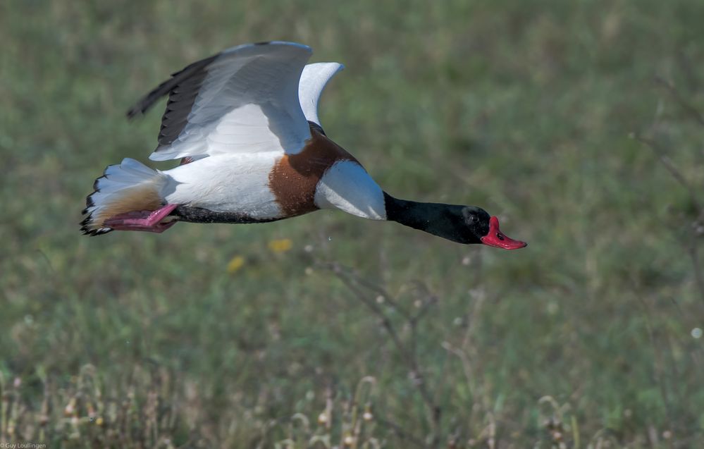 Brandgans im Flug