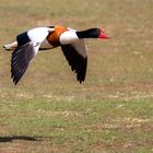 Brandgans im Flug 