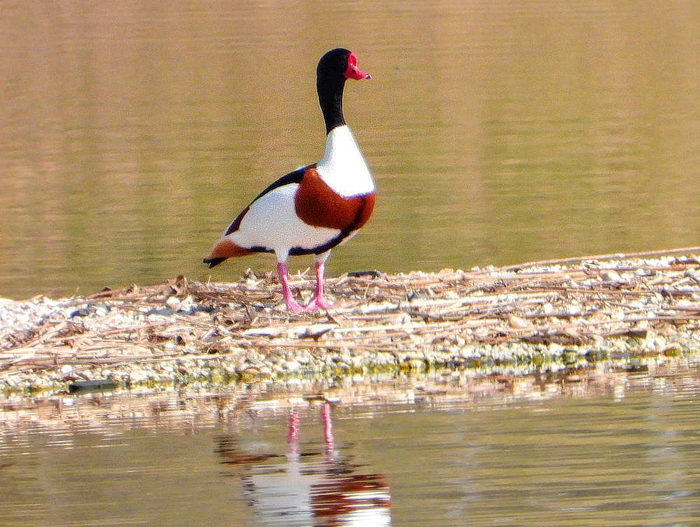 Brandgans (Tadorna tadoma)