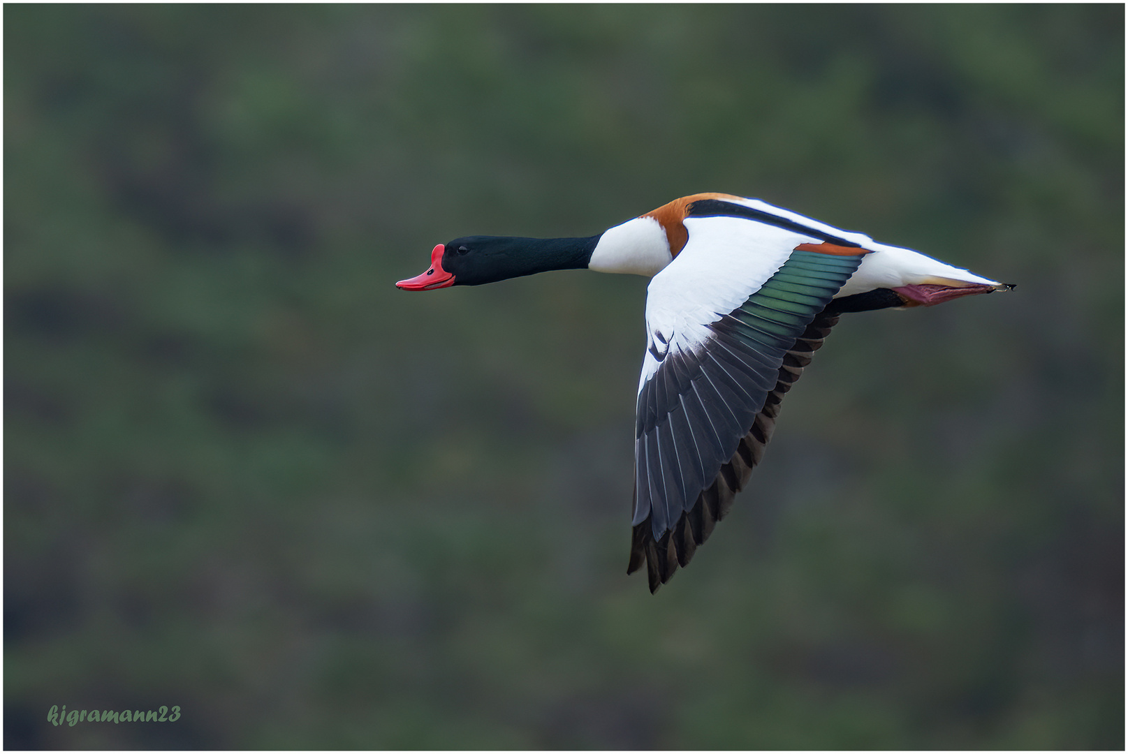 brandgans (tadorna tadorna) ....