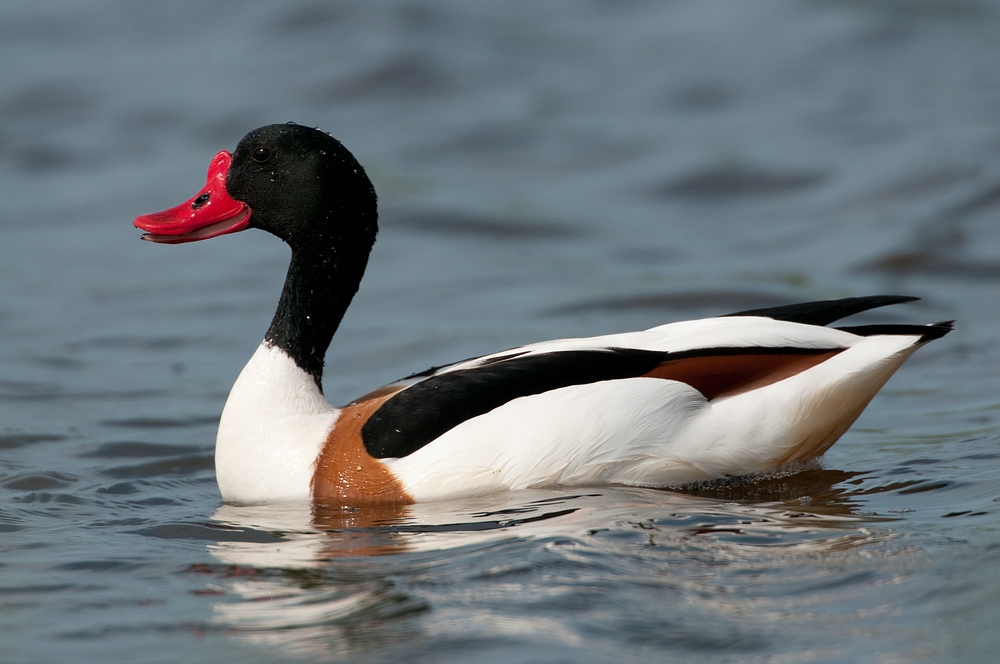 Brandgans (Tadorna tadorna)