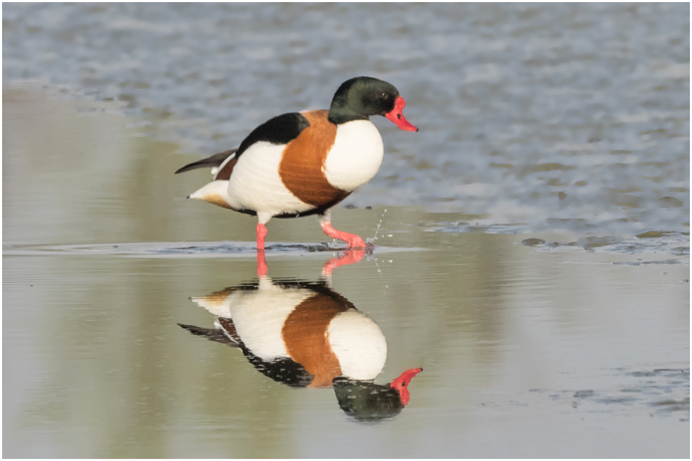 Brandgans (Tadorna tadorna)