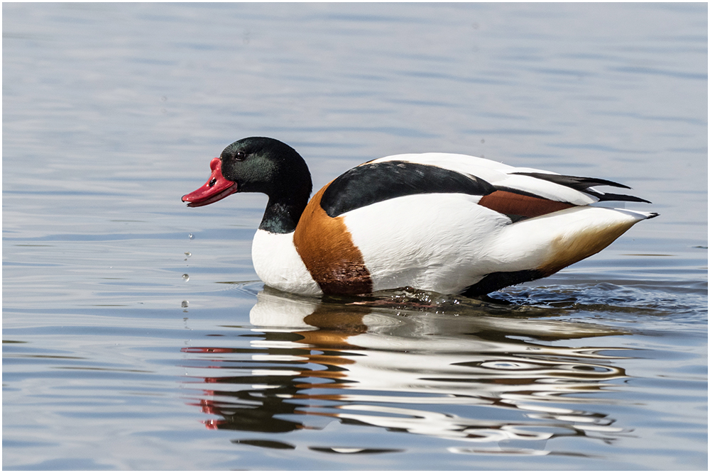 Brandgans (Tadorna tadorna) V