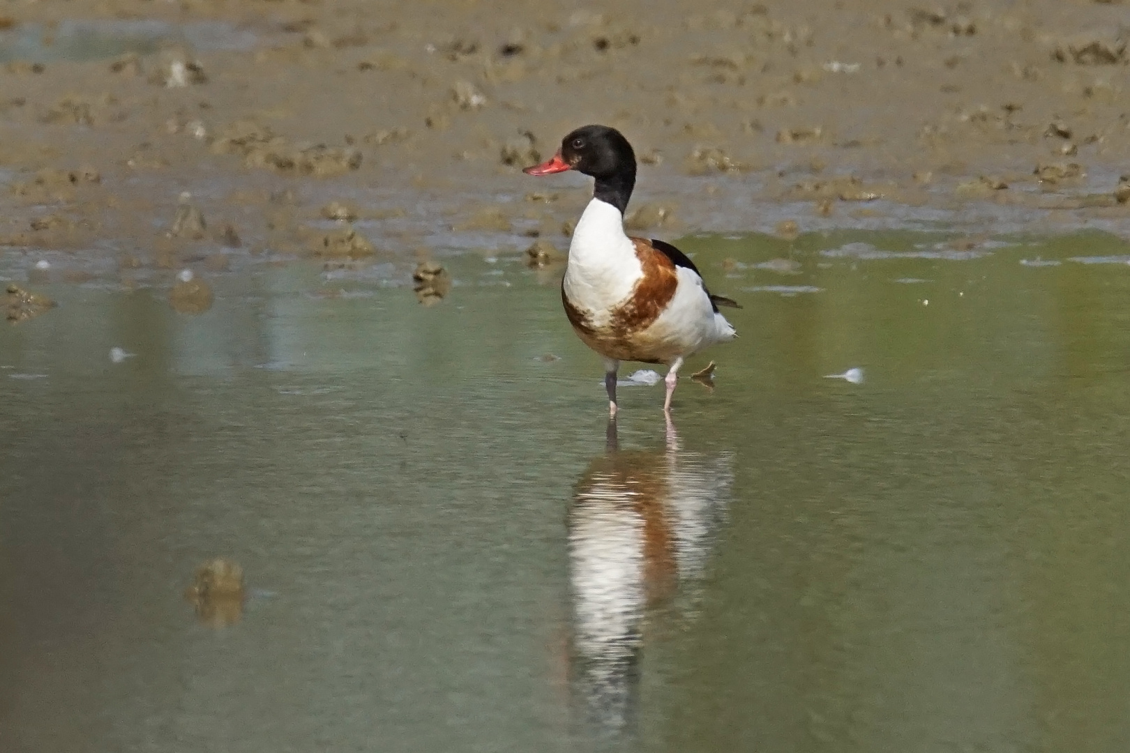 Brandgans (Tadorna tadorna), Weibchen