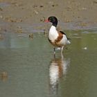 Brandgans (Tadorna tadorna), Weibchen