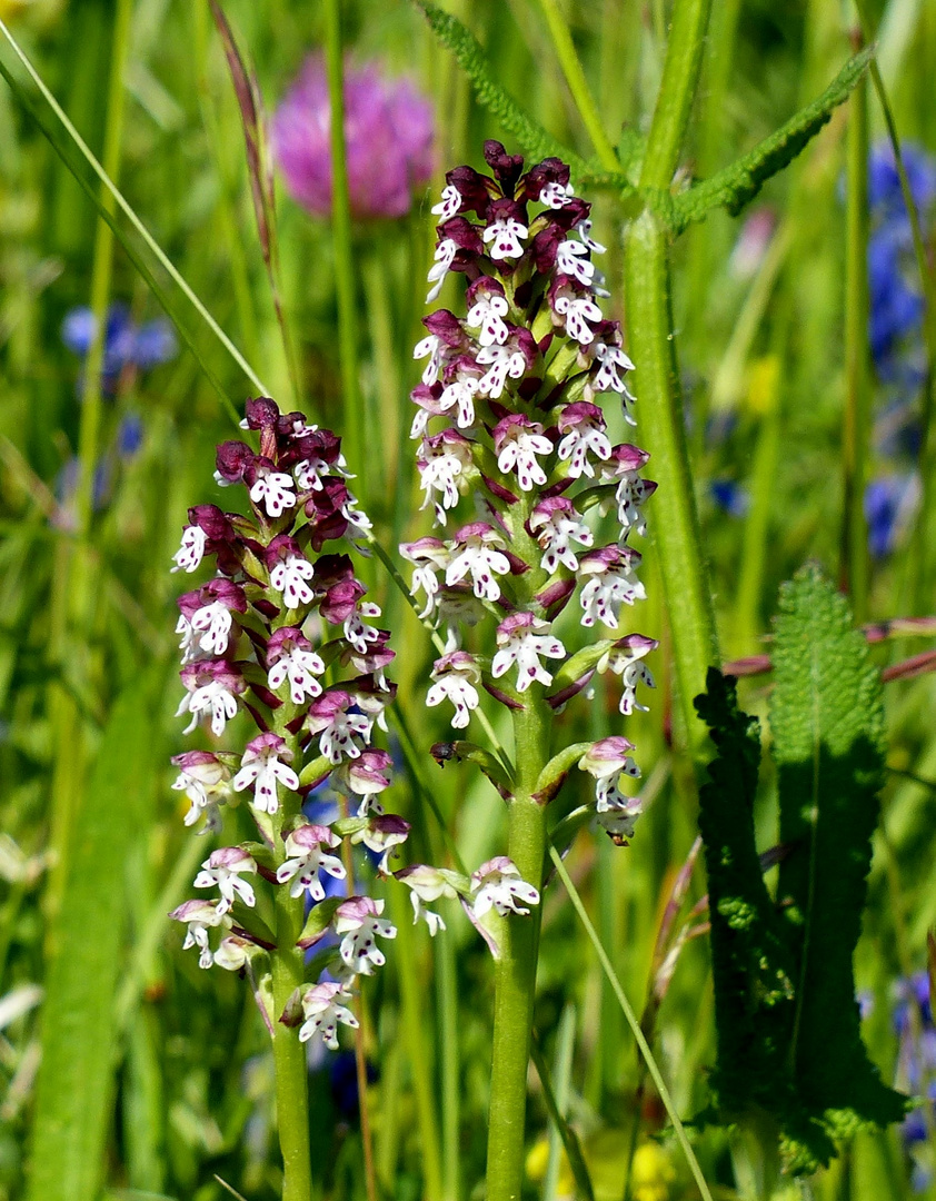 Brandknabenkraut