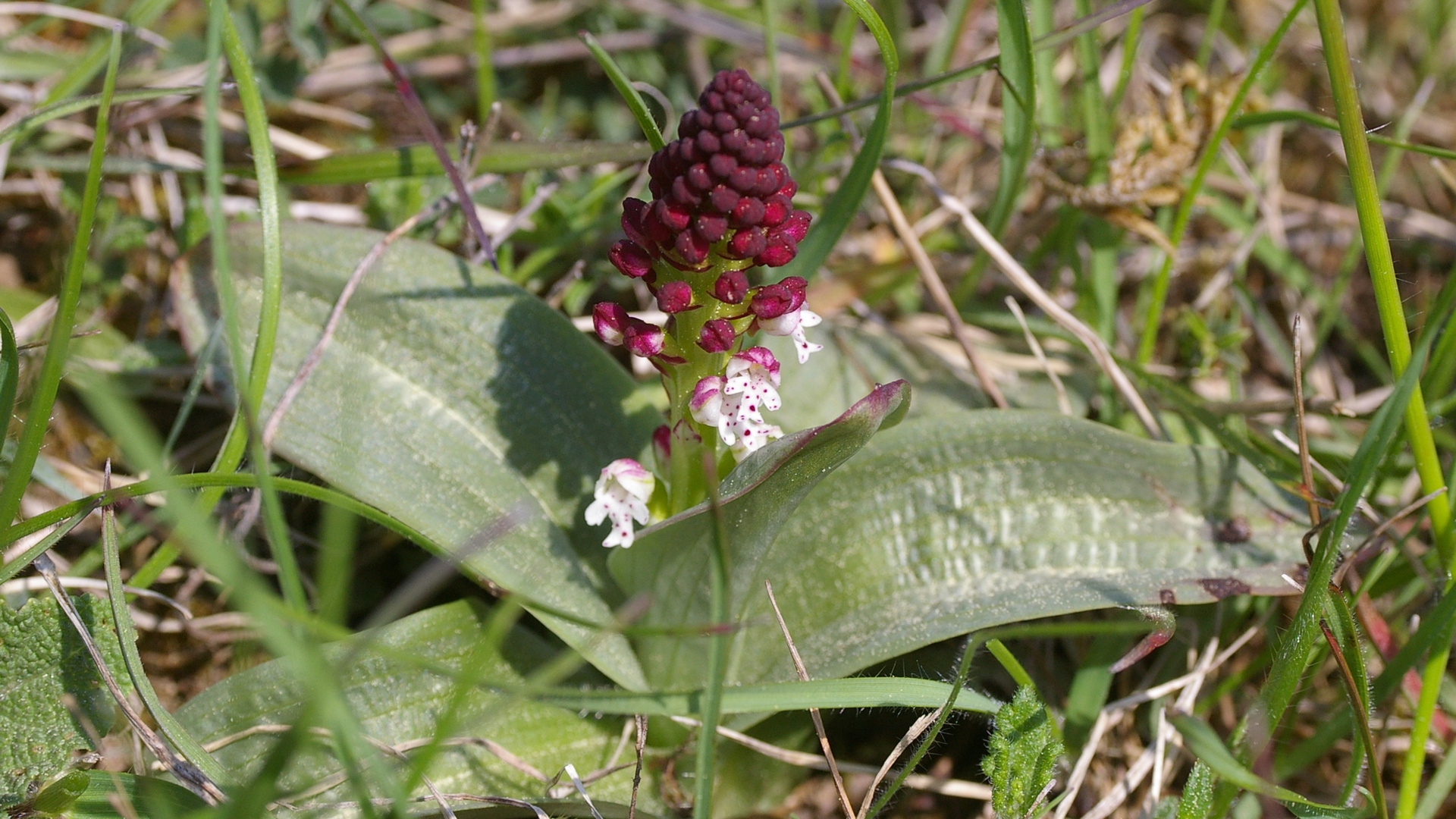 Brandknabenkraut-  neottina-ustulata;  Nordeifel