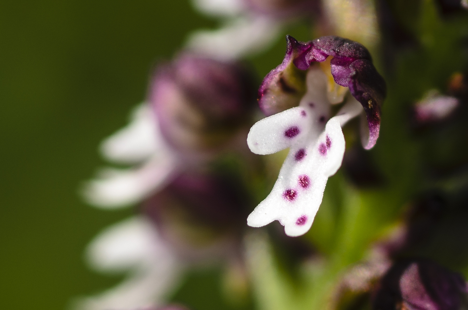 Brandknabenkraut, Orchis ustulata