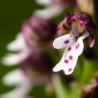 Brandknabenkraut, Orchis ustulata