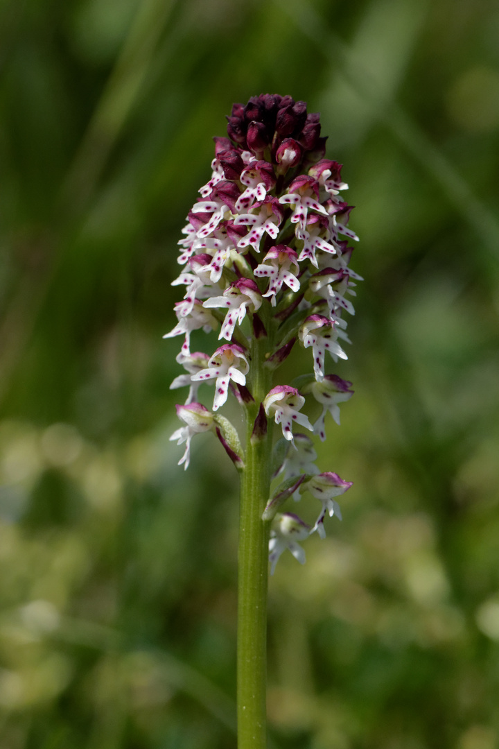 Brandknabenkraut (Orchis ustulata)