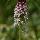 Brandknabenkraut (Orchis ustulata)