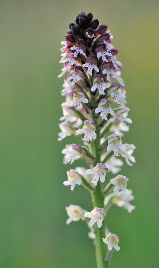 *Brandknabenkraut (Orchis ustulata)*