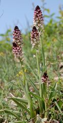 Brandknabenkraut(O.ustulata)-30.4.11-Thüringen