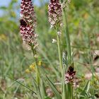 Brandknabenkraut(O.ustulata)-30.4.11-Thüringen