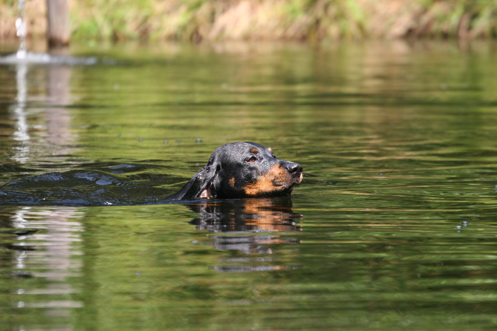 Brandl im Wasser