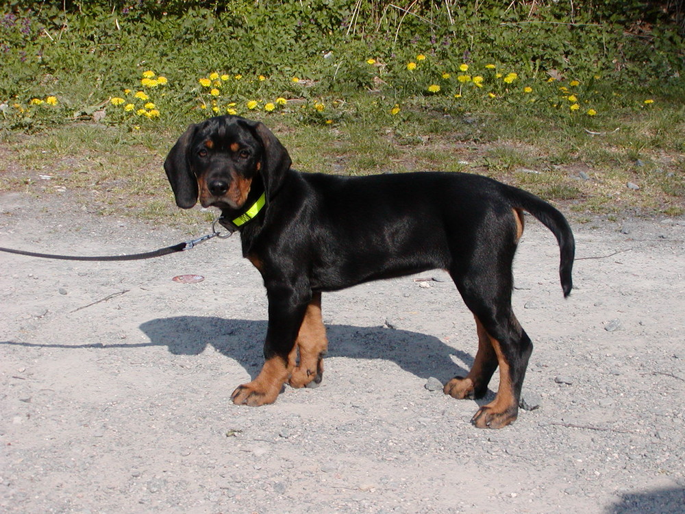 The Brandlbracke Dog Breed 5 Brandlbracke Size