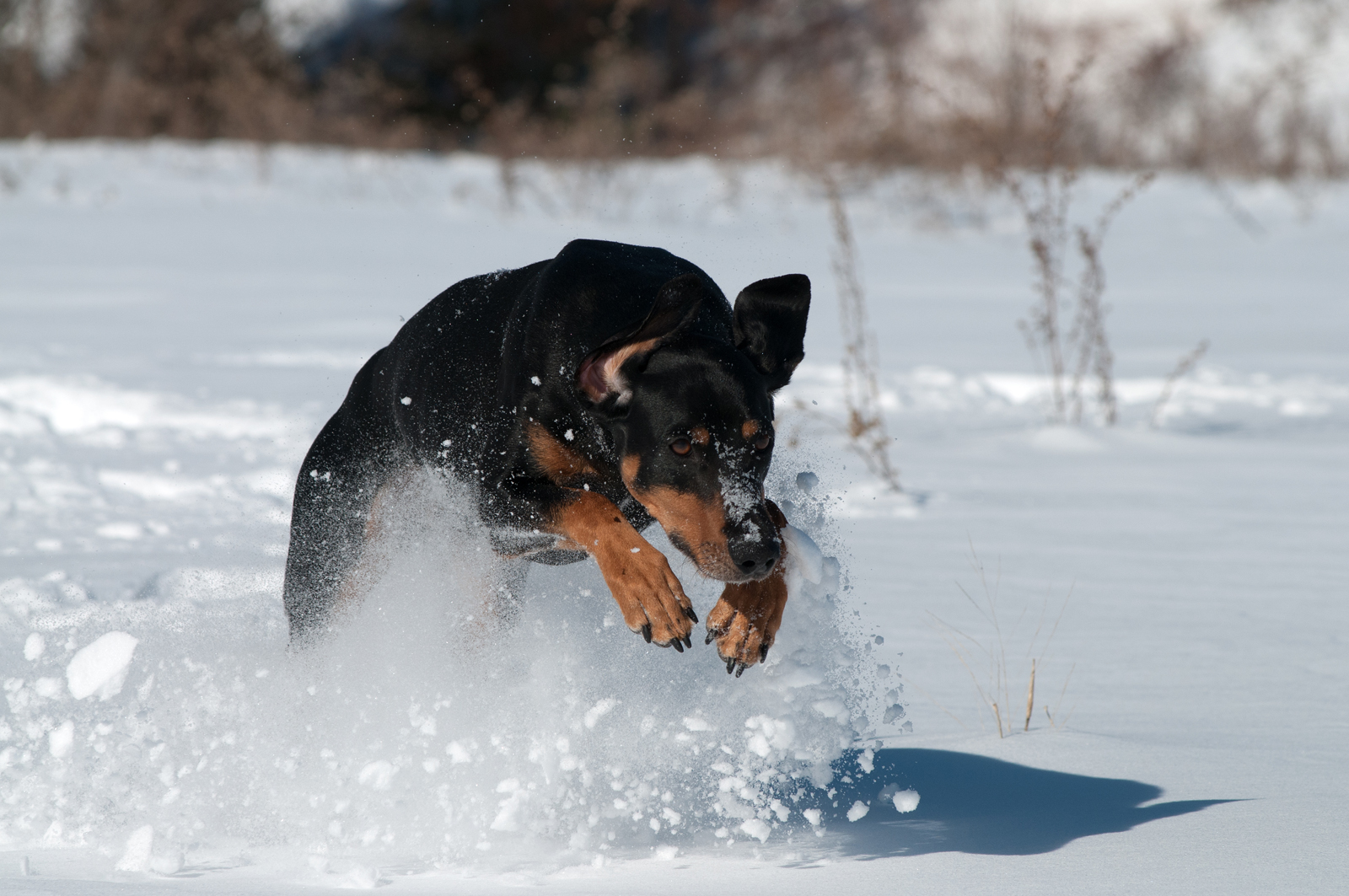 Brandlbracke im Schnee