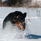 Brandlbracke im Schnee