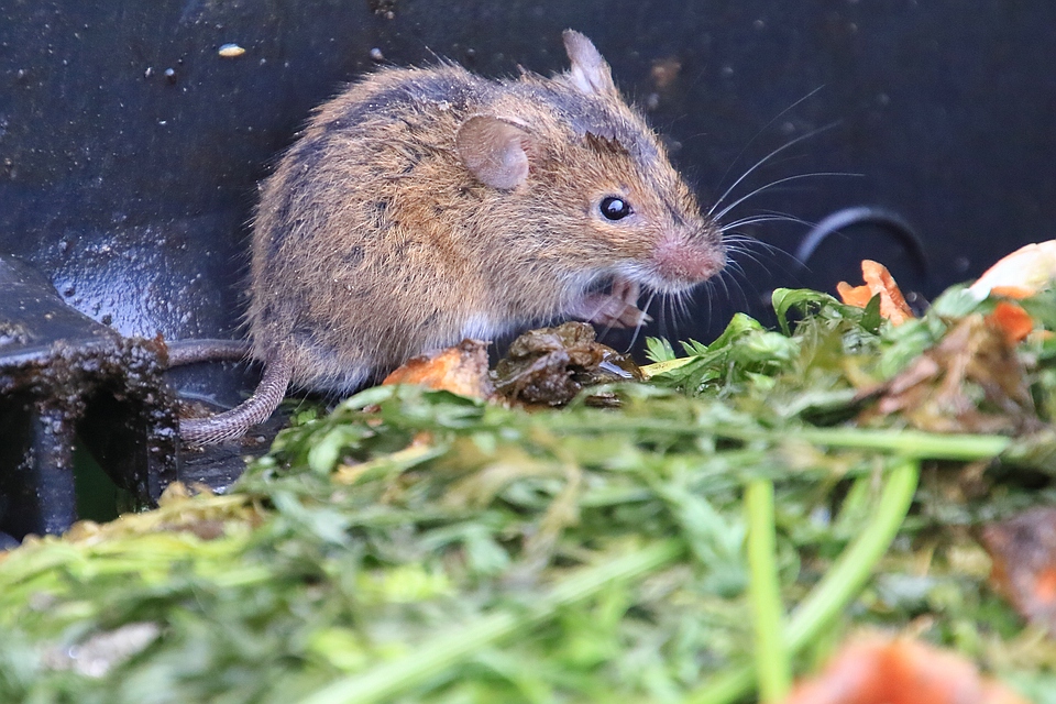 Brandmaus Foto &amp; Bild natur, tiere, garten Bilder auf