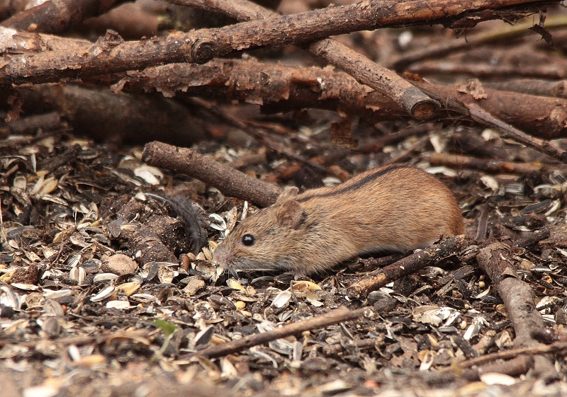 Brandmaus