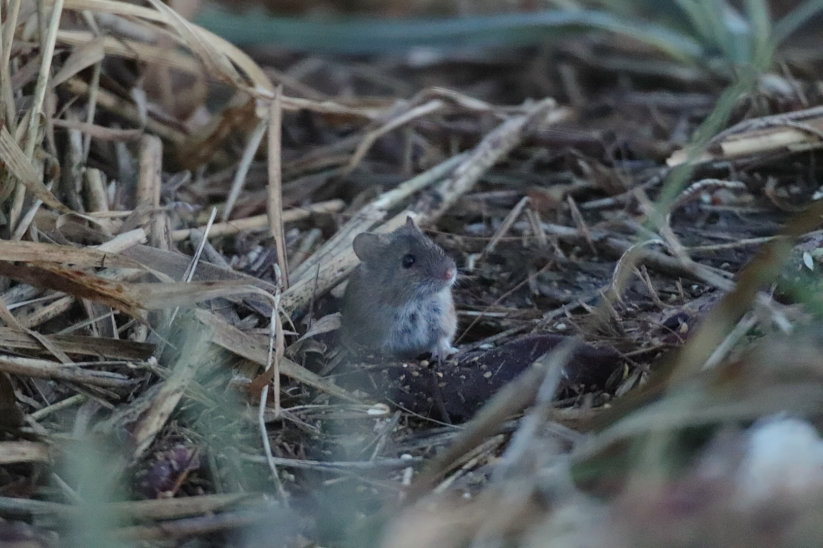 Brandmaus Foto & Bild tiere, wildlife, säugetiere Bilder