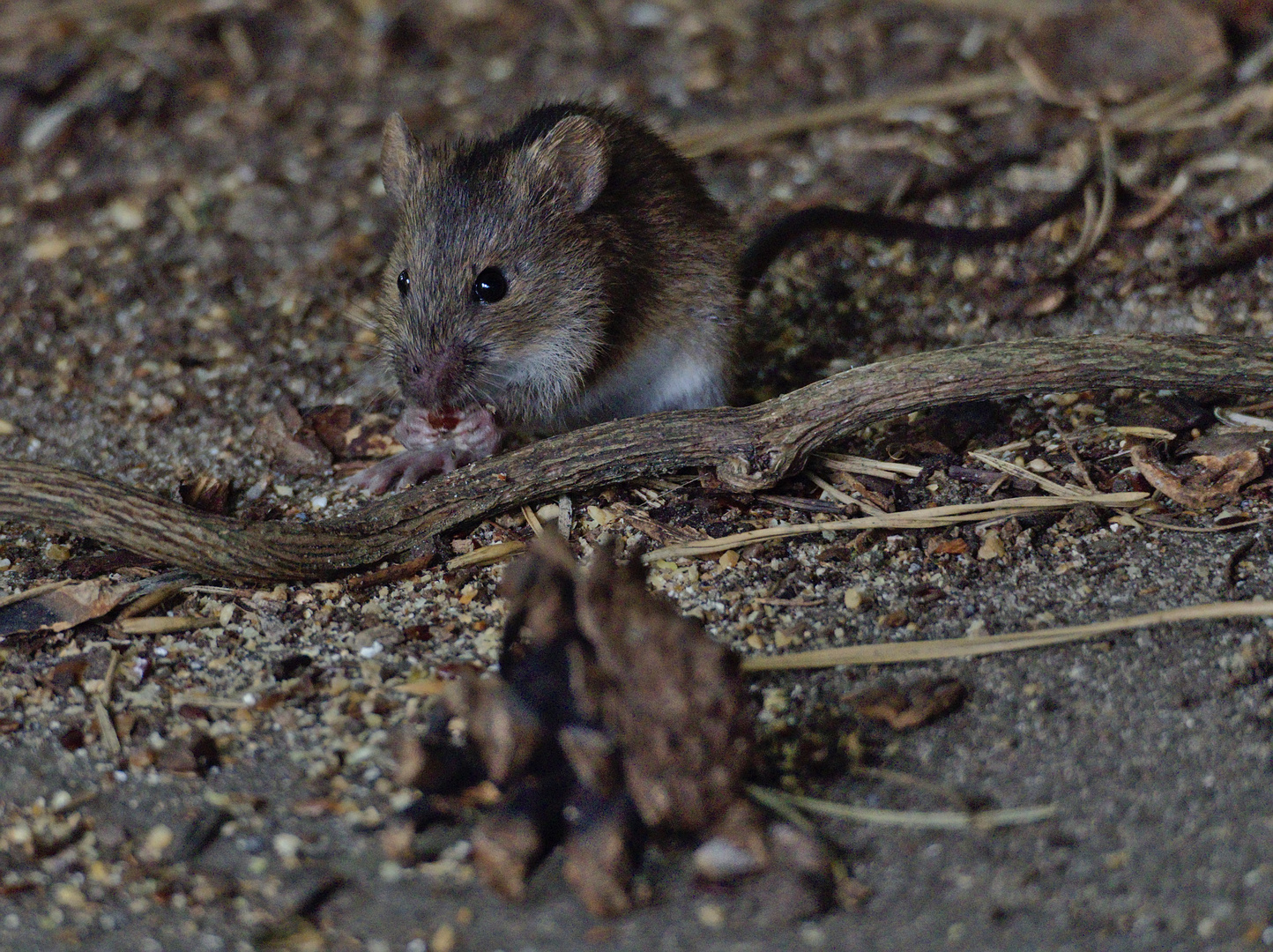 Brandmaus (Apodemus agrarius) Foto & Bild tiere