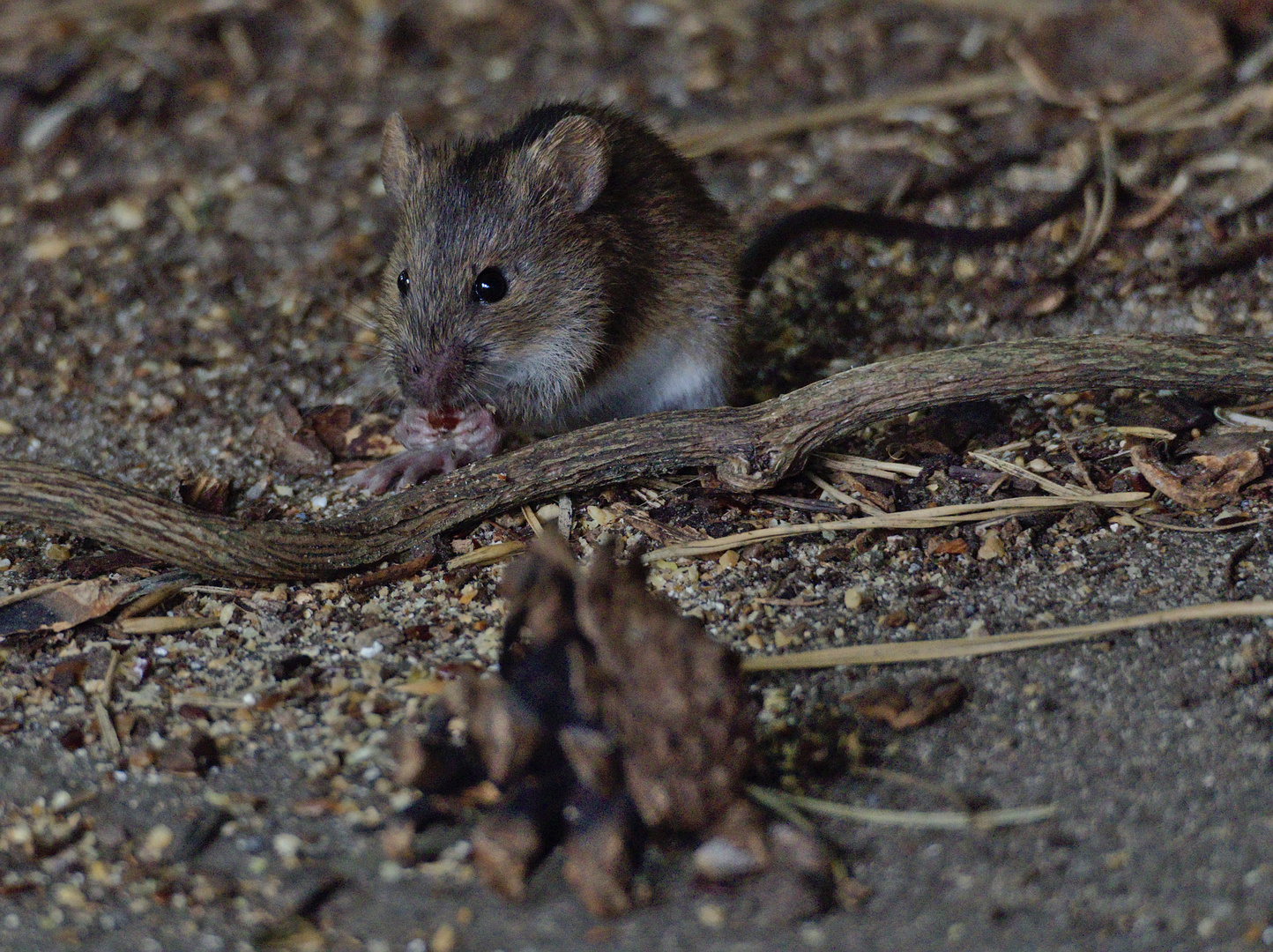 Brandmaus (Apodemus agrarius)