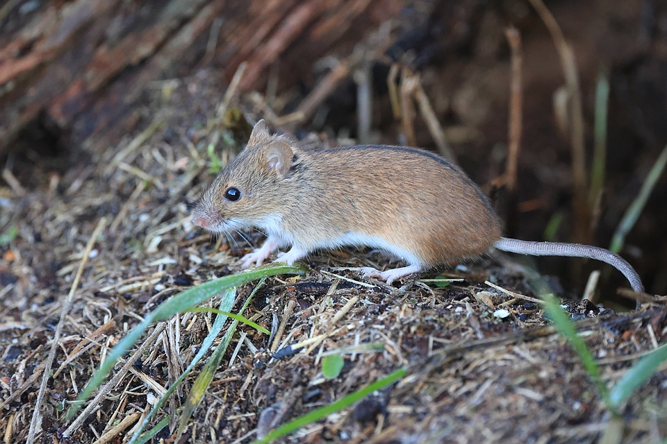 Brandmaus Apodemus agrarius Foto & Bild tiere, wildlife, nagetiere
