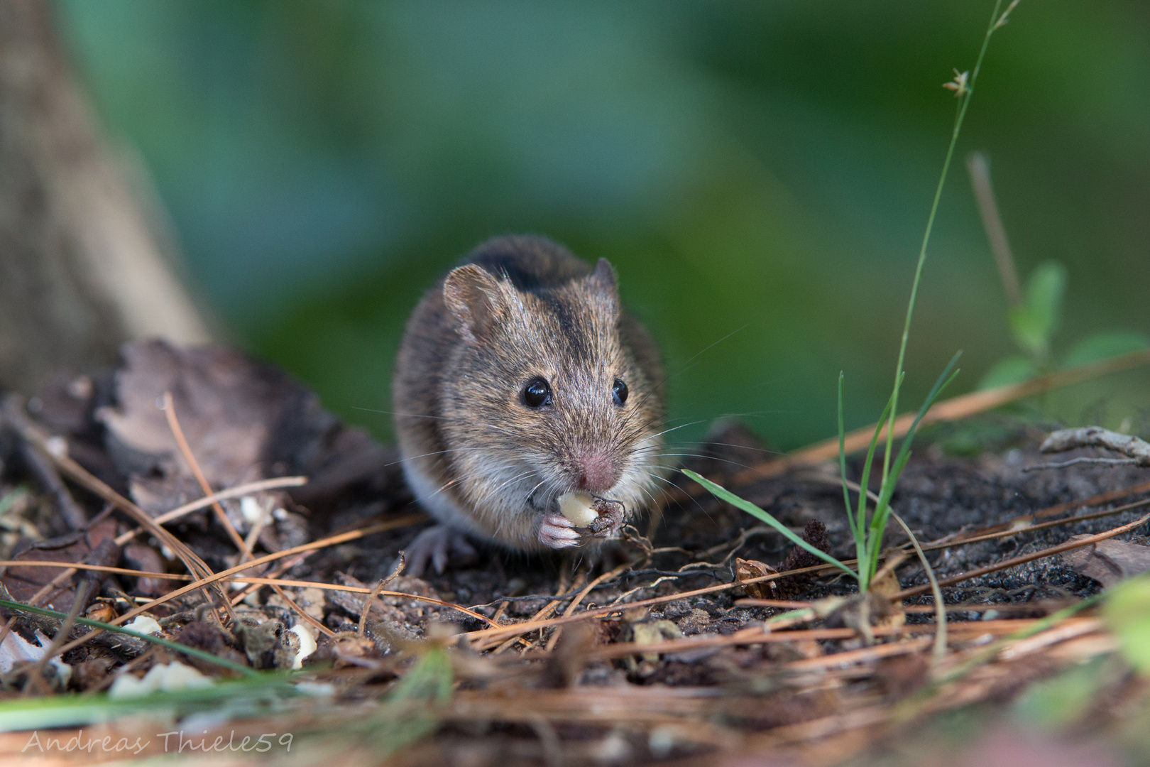 Brandmaus beim Speisen ;)