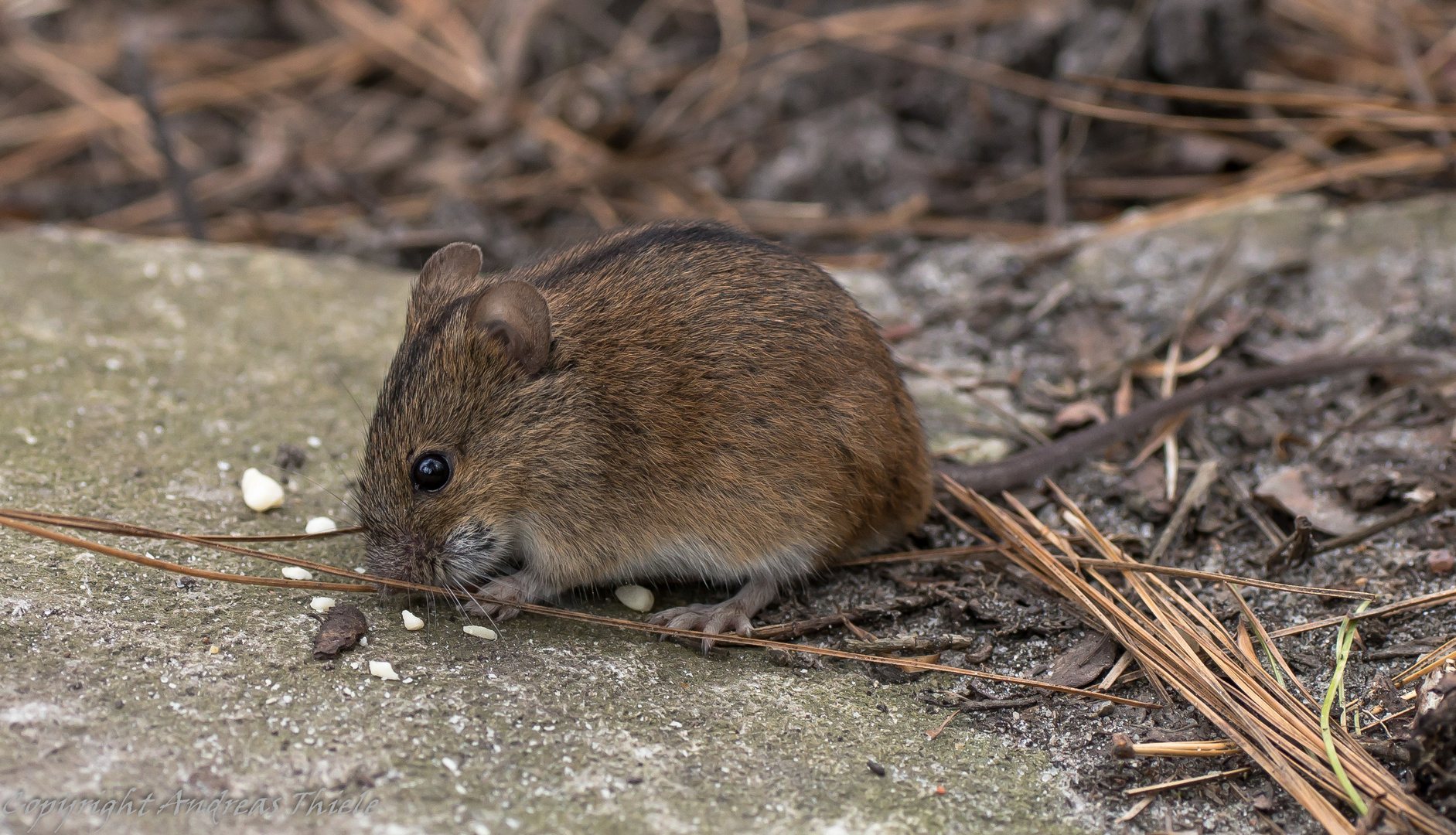 Brandmaus