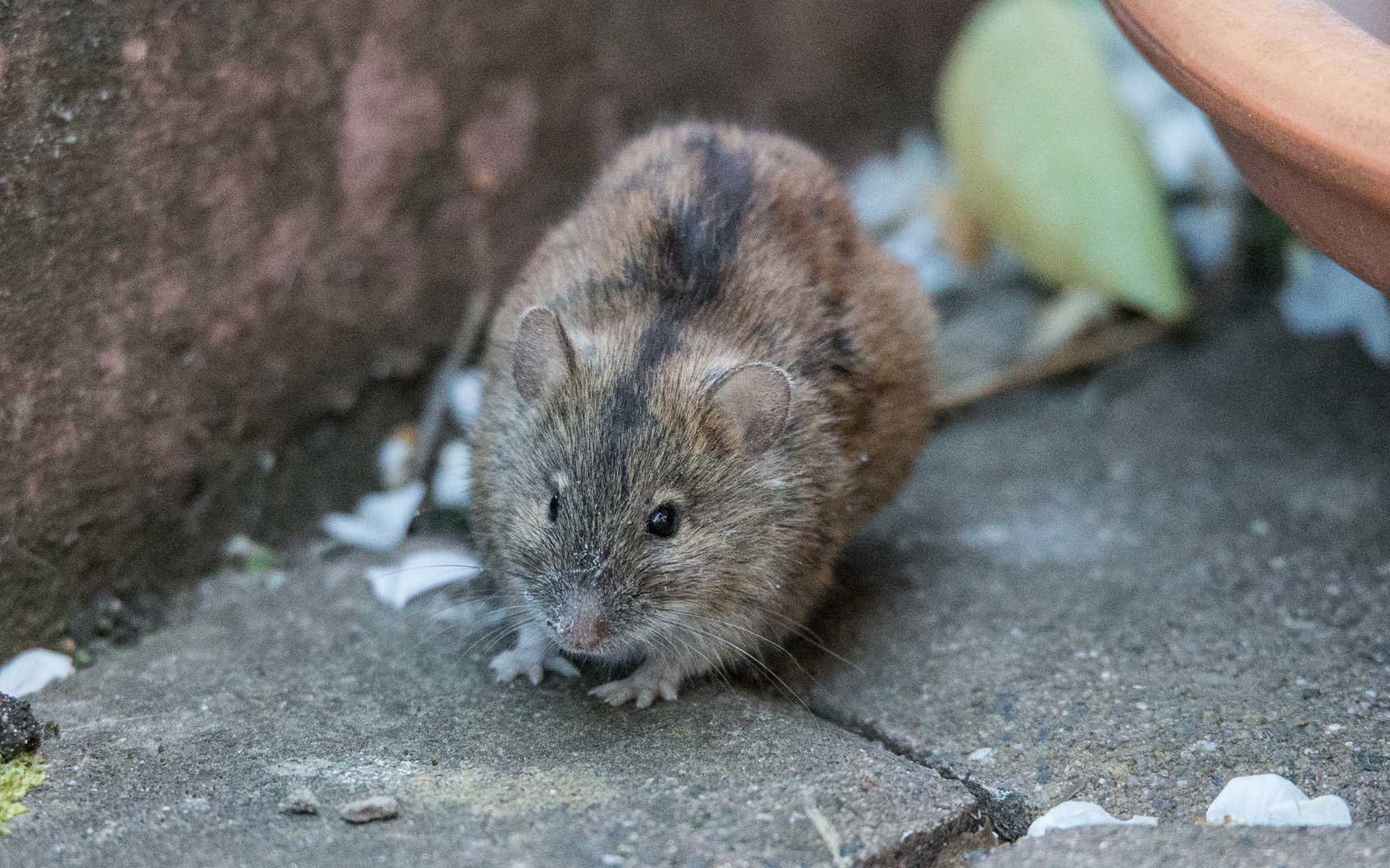 Brandmaus Foto &amp; Bild natur, tiere, wildlife Bilder auf