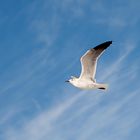 Brandschwalbe im Überflug