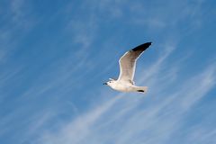 Brandschwalbe im Überflug