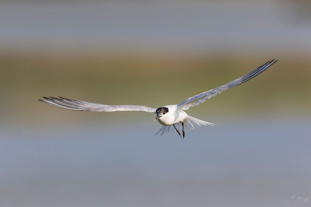 ... Brandseeschwalbe im Flug ...