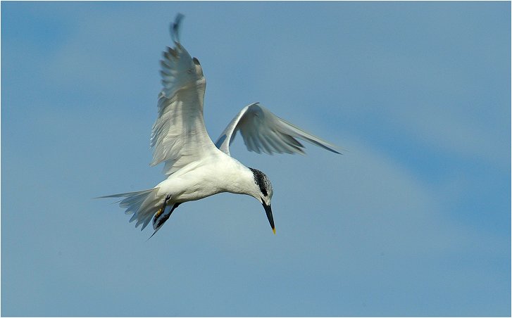 Brandseeschwalbe in der Camargue